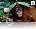 WWFジャパンカード スマトラオラウータン