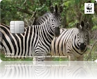 WWFジャパンカード シマウマ
