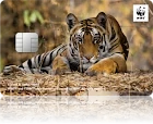 WWFジャパンカード ベンガルトラ